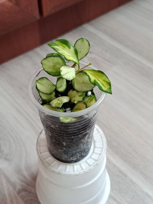 Продам комнатные растения