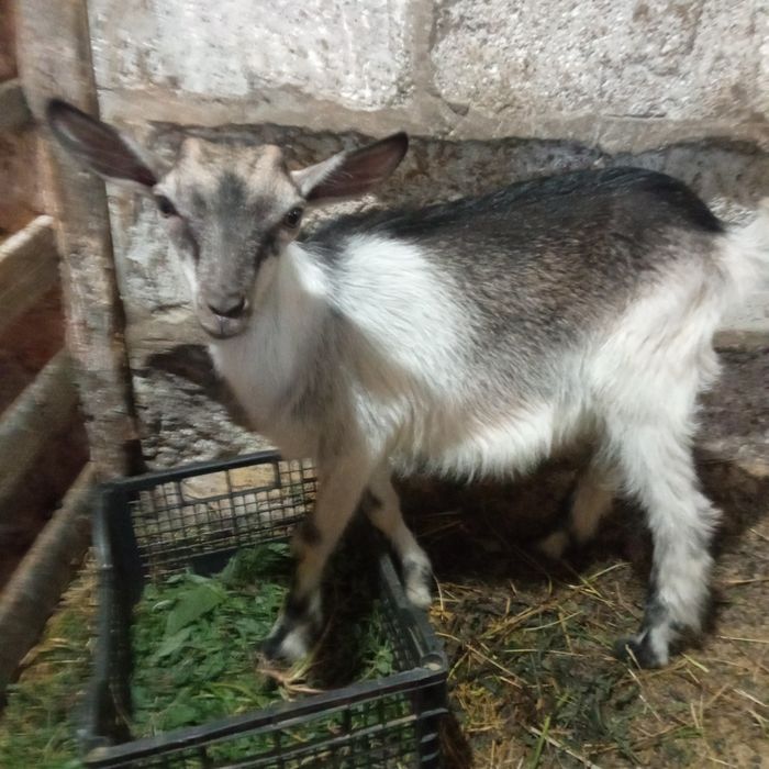 Продам 3х месячного козлика.