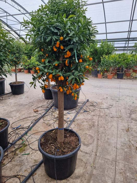 Vand mandarin care se mananca fructul cu coaja