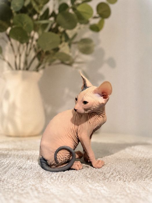 Котенок Канадского сфинкса