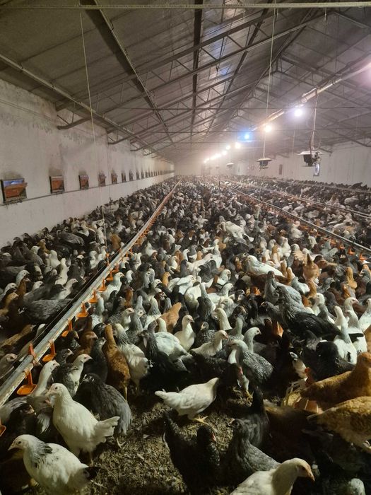 Puicute Ouatoare 16-17 saptamani