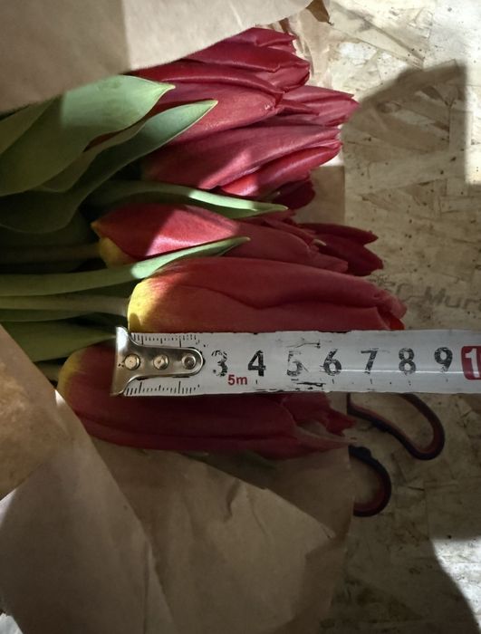Тульпаны Доставка продам