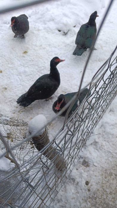 rate moscovit ciocolata ,negru salbatic