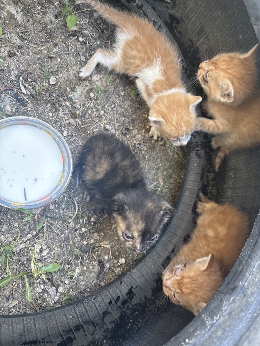 котята отдам даром СРОЧНО