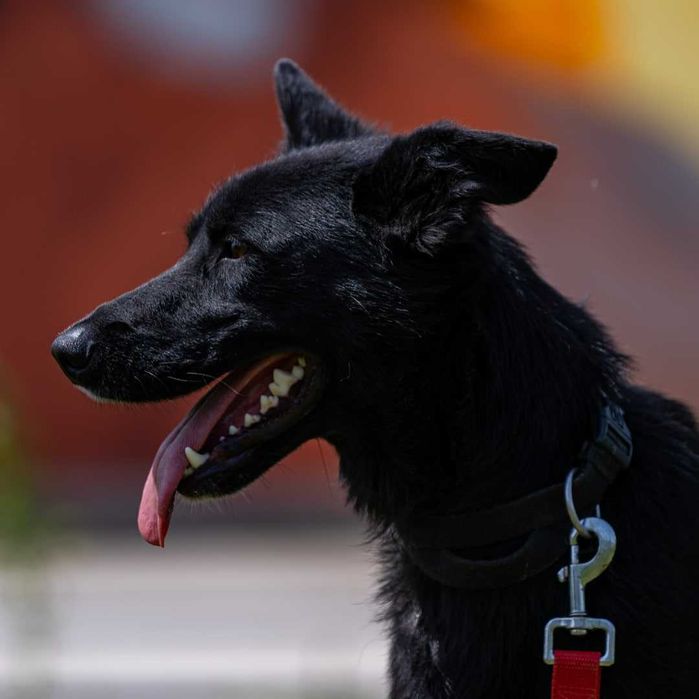 Собака (2 года) в добрые руки