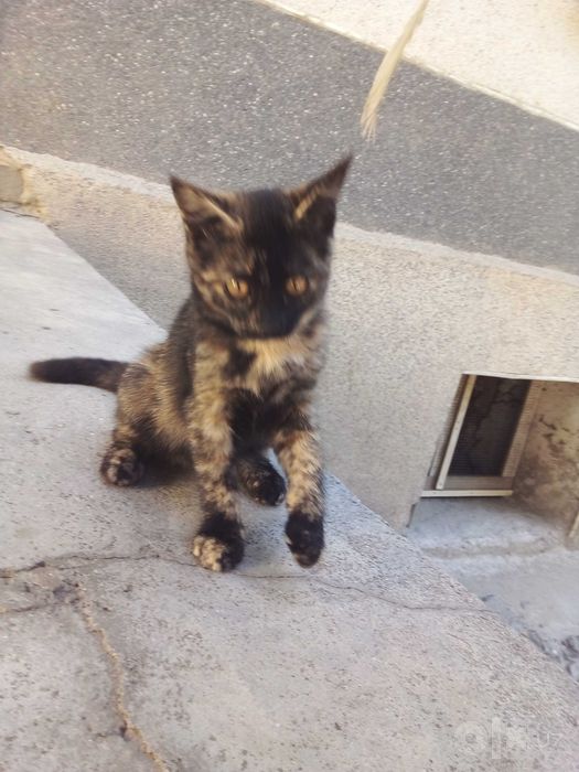 Котята - Раздаём бесплатно
