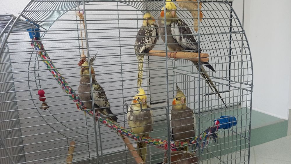 Vand papagali pui de Nimfa Australiana