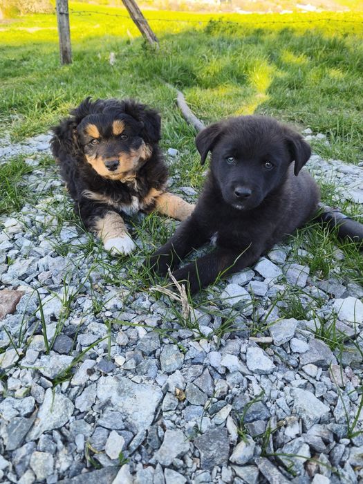 Cățeluși talie mica