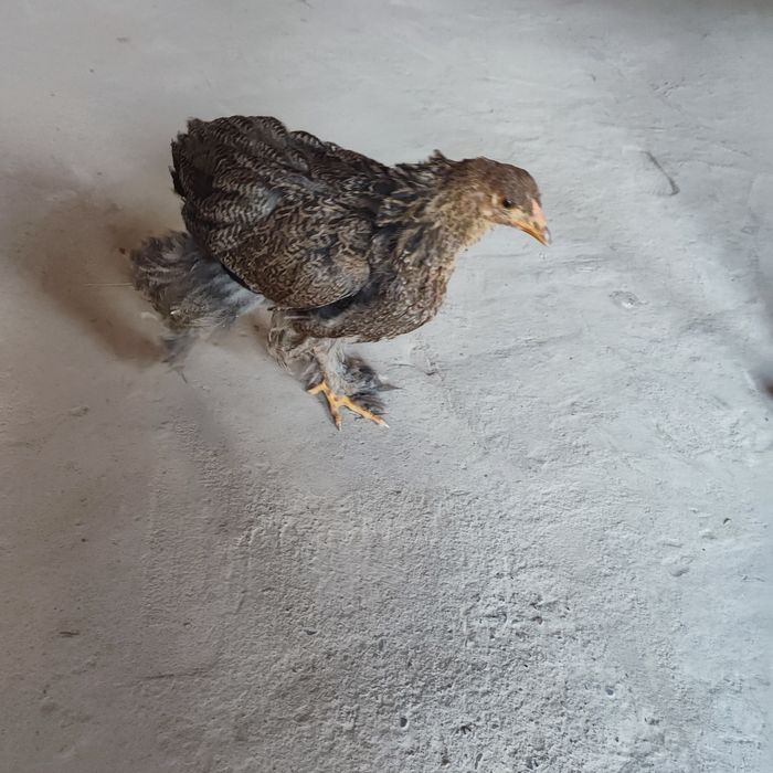 Brama jo'jalar 3 oylik