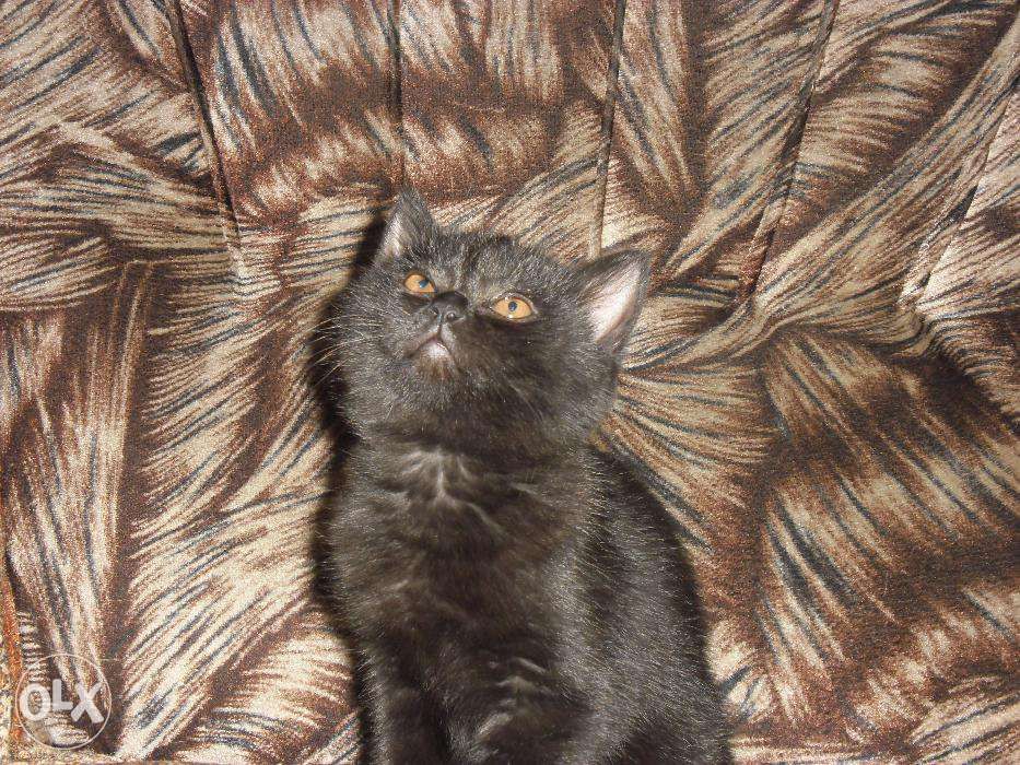 Питомник "Шерхан"предлагает к продаже котят.