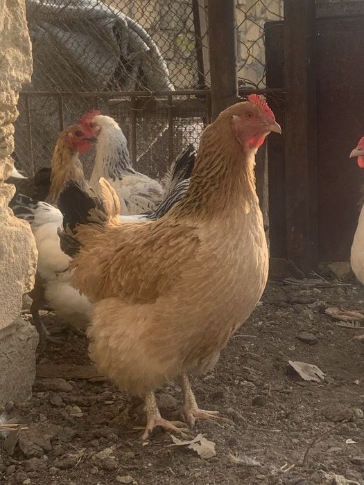 Тауықтар сатылады