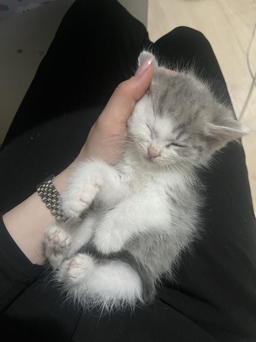 Котята даром астана