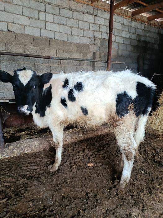 Ургашы буқа сатылады