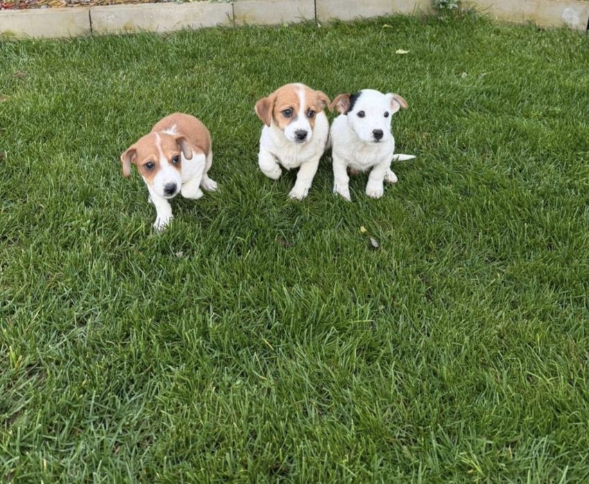 Мини Джак Ръсел  бебенца