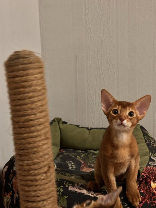 Абиссинский котенок