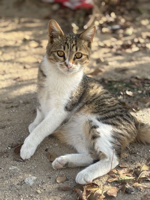 Котенок в добрые руки