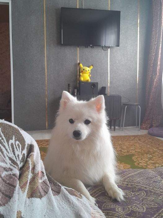 Японский шпиц девочка