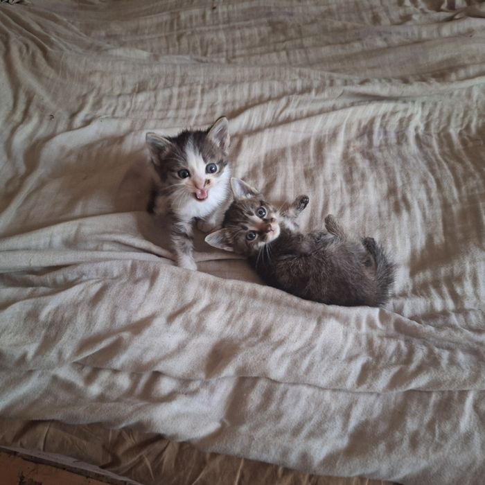 Отдам котят в хорошие руки