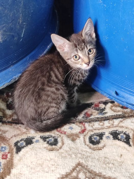 Отдам котят бауырластар 2