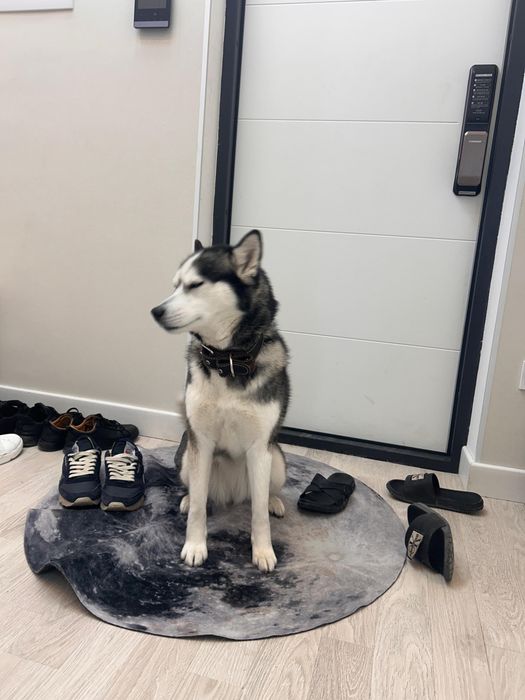 Продаётся сибирский хаски