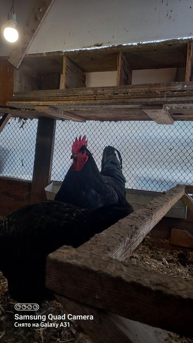 Продажа яйцо на инкубацию