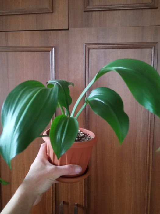 Пеперомия шефлера