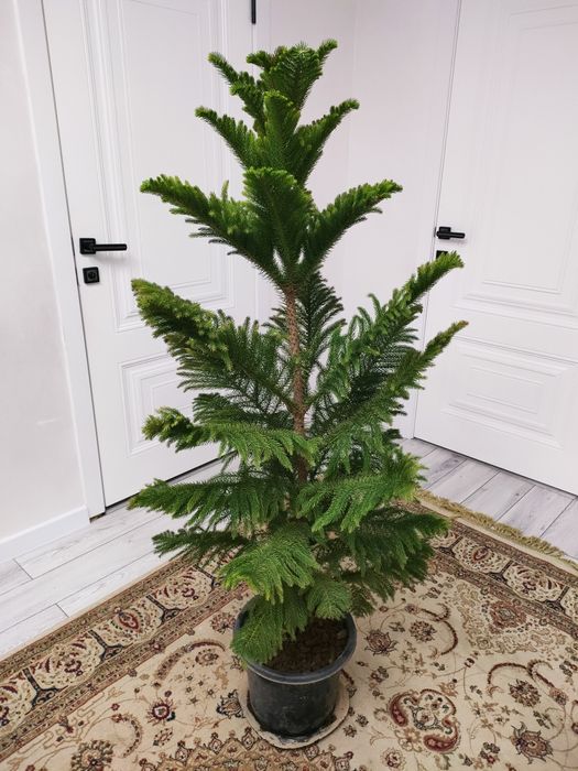 Комнатные цветы, доставка