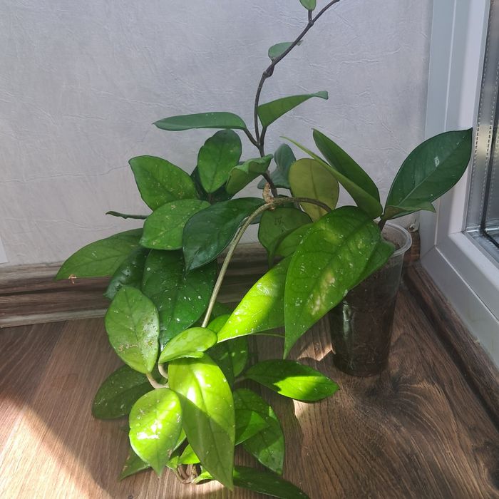 Стайни цветя ходя и алое