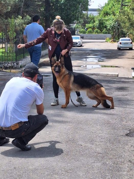 Дрессировка собак -Кинолог