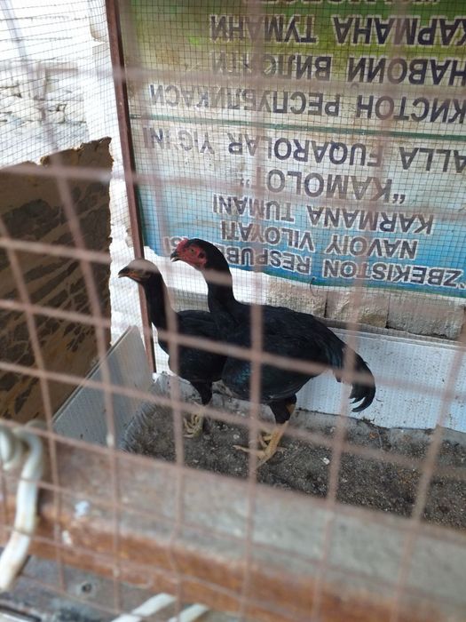 Дакан жужалар сотилади. Макиён ва хўрозча. Январский 900.000 келишамиз