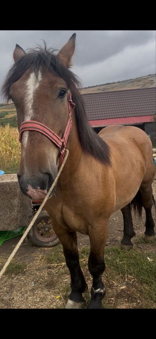 De vanzare manz castrat