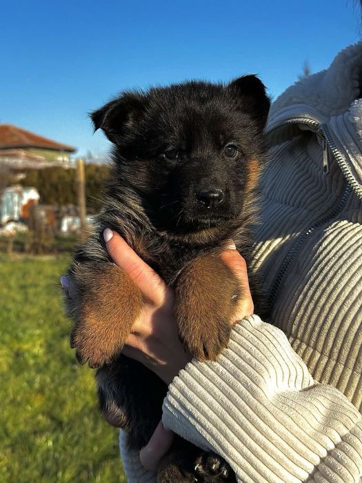 Немска Овчарка ( German Shephard)