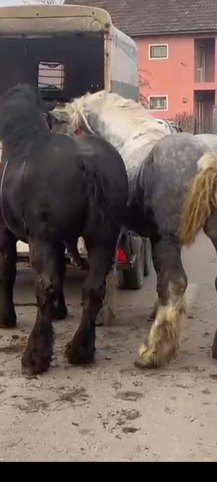 Vând armăsari, iep, mânji.