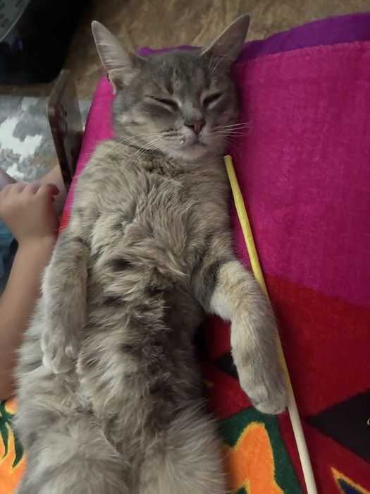 Пародистая кошка