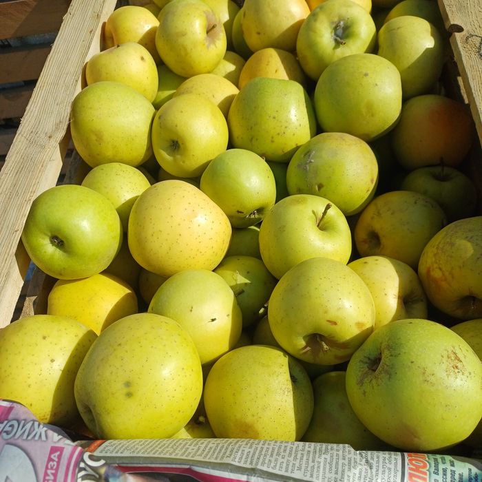 Продам яблоки второй сорт