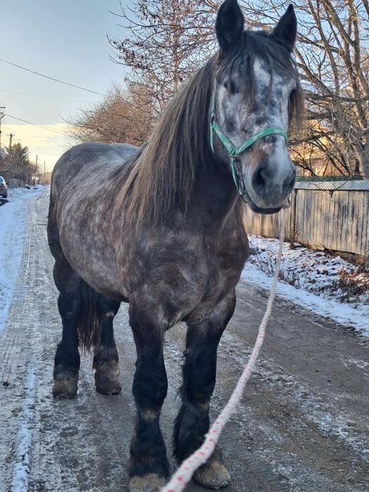 Manz de 3 ani 750 kg