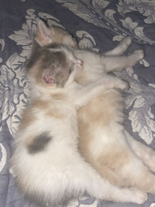 Отдам котят девочки