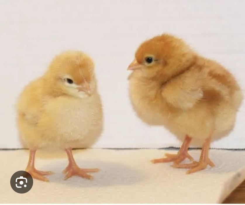 Vand pui de 3 saptamani, pret 10lei/bucata