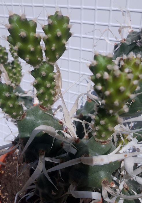 Продавам  кактус