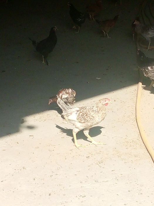 Саломалайкум 4 ойлик Жужалар сотилади бахоси 50 Минг  прифка килинган