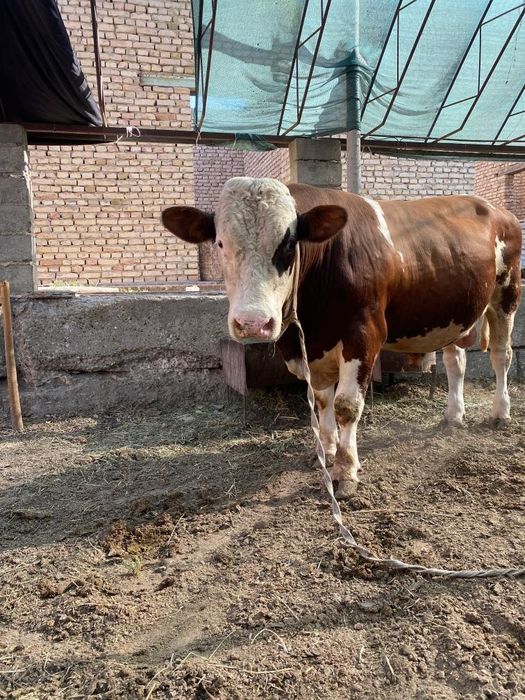 Buqa sotiladi.Narxi 65 mln .Holi 2 tish..Manzil kogon