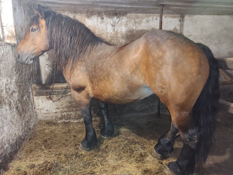 Cal  iapa de vanzare