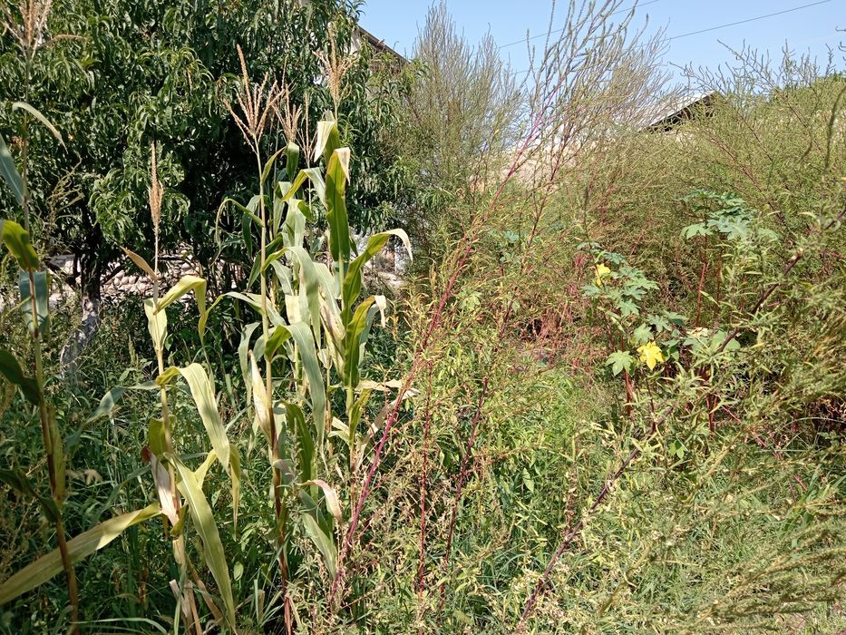 12 сотих Уй Сотилади