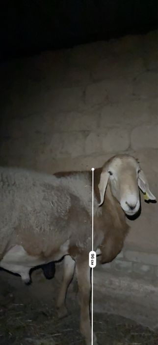 Продам кошкара молодого