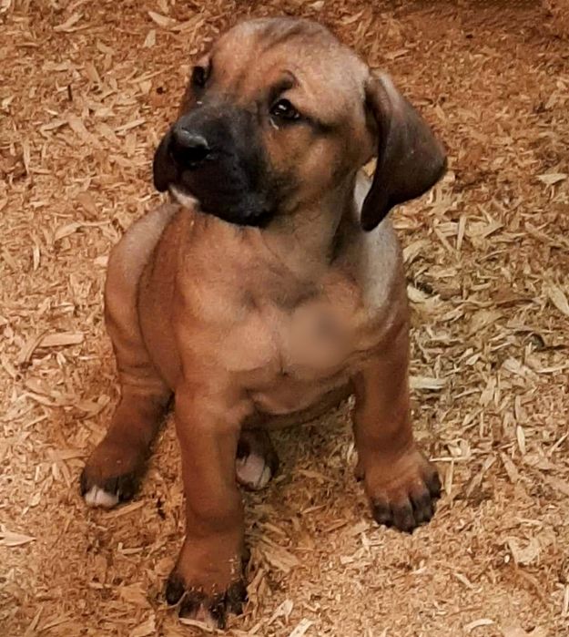 Alano spaniol rasa unica