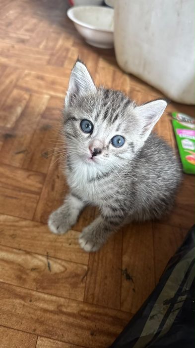 Отдам котяты девочка малчик не знаю