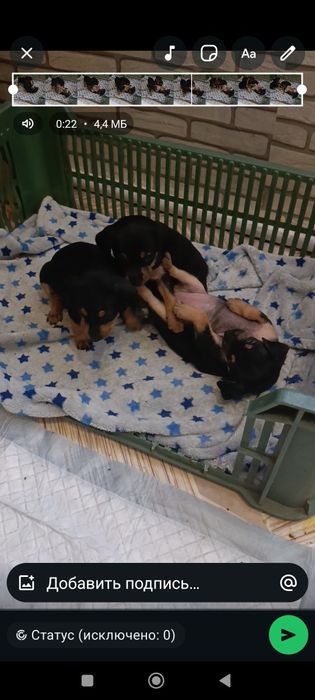 Щенки Той- терьер