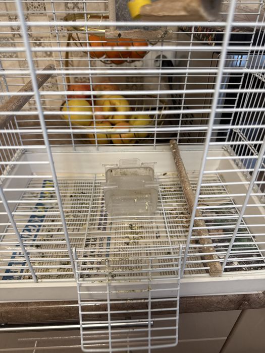 Клетка для попугай средний Кореллы