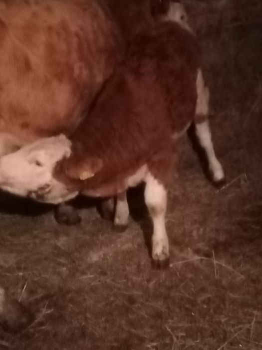 Vînd vițea bălțată de 5 lui