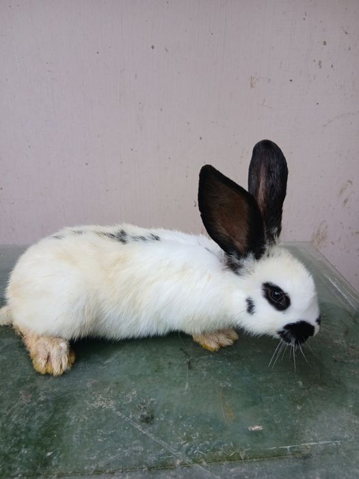 Pui iepure fluturas urias